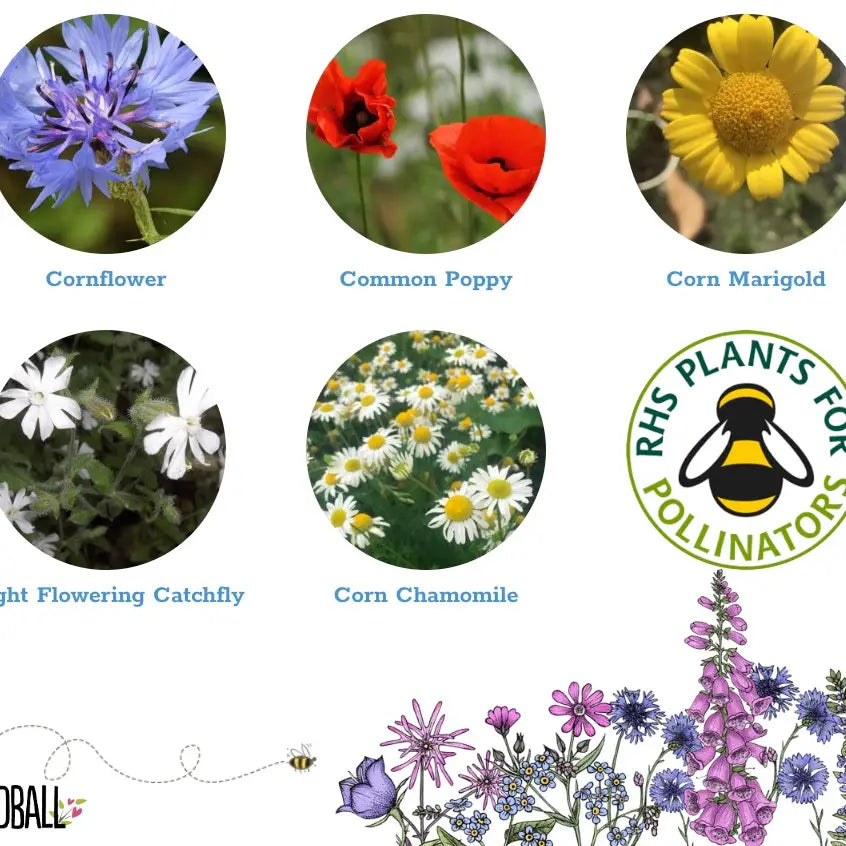 Seedball Wildflower Grab Bags - Annuals Mix image 2