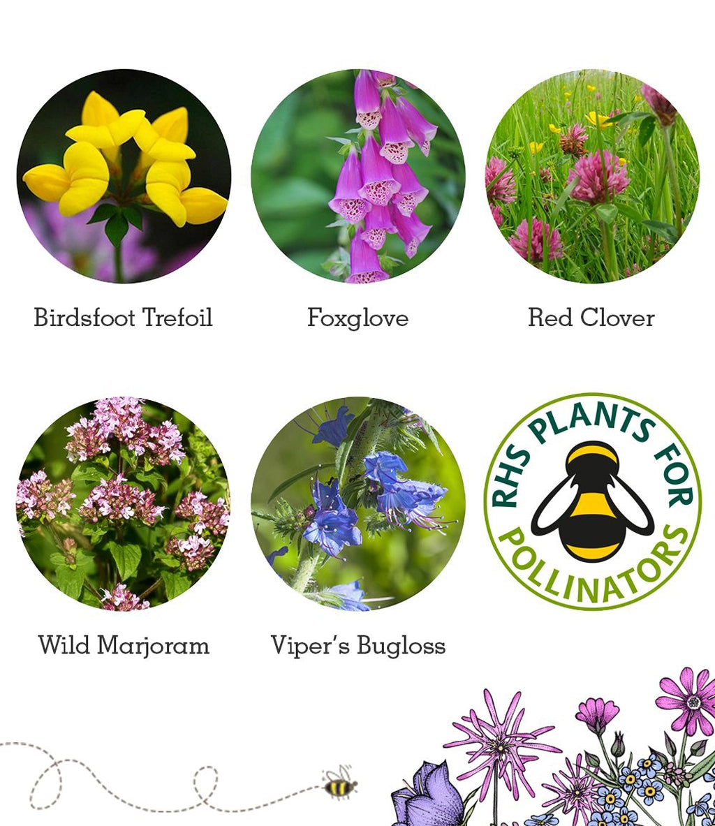 Seedball Wildflower Grab Bags - Bee Mix image 3