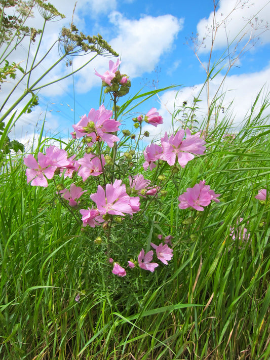 Seedball Wildflower Grab Bags - Garden Meadow image 1